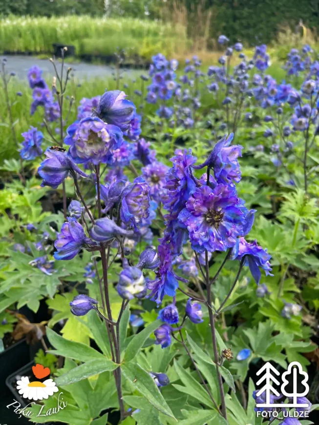 Delphinium   'La Boheme'